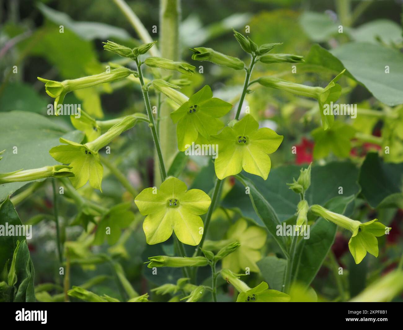Nahaufnahme der Tabakpflanzen Nicotiana alata „Lime Green“, die wachsen Stockfoto