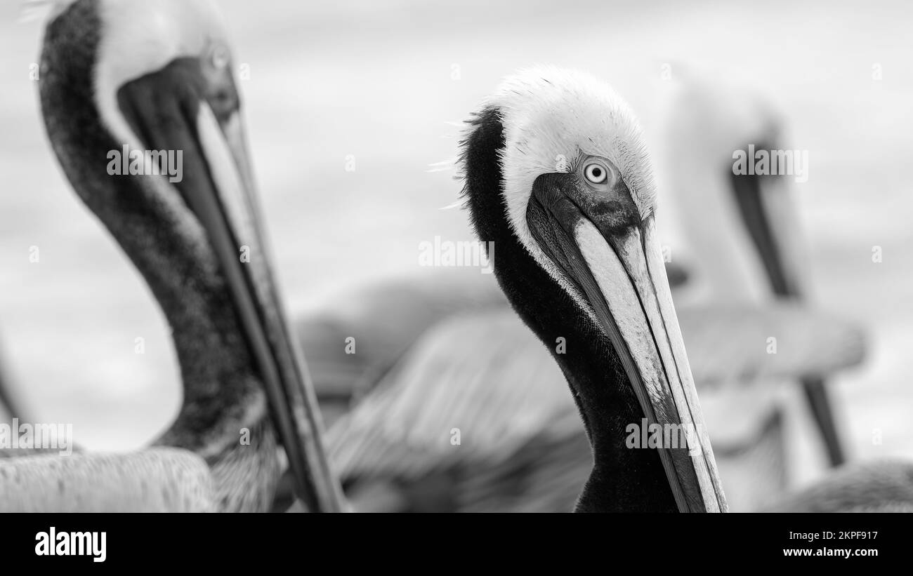 Eine Nahaufnahme des Pacific Coast Brown Pelican Black and White 16,9 Bildformats Stockfoto