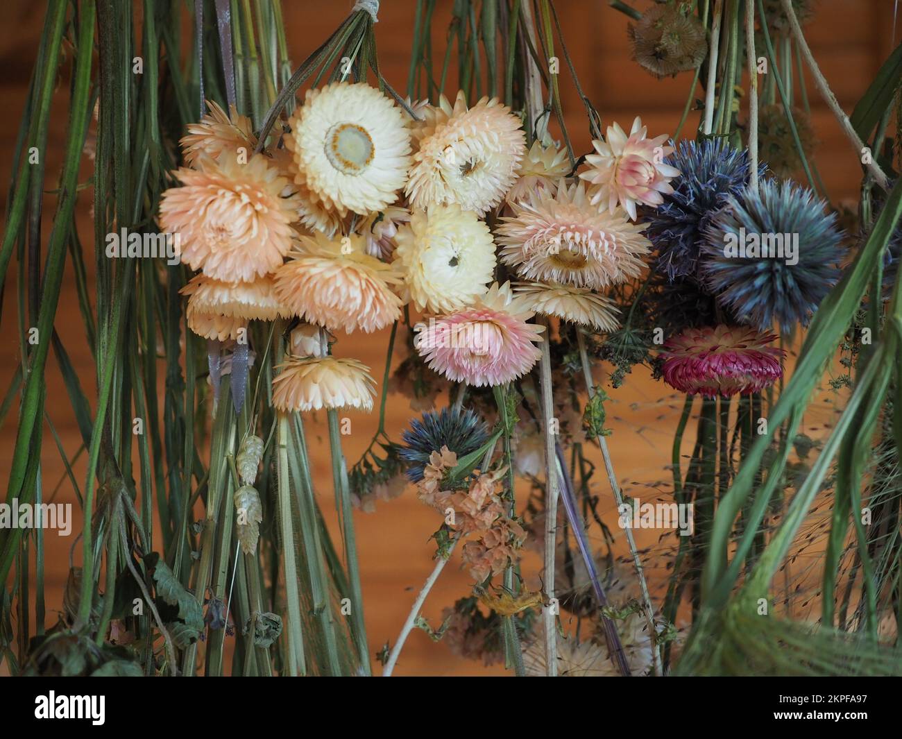 Blumen hängen zum Trocknen kopfüber Stockfoto