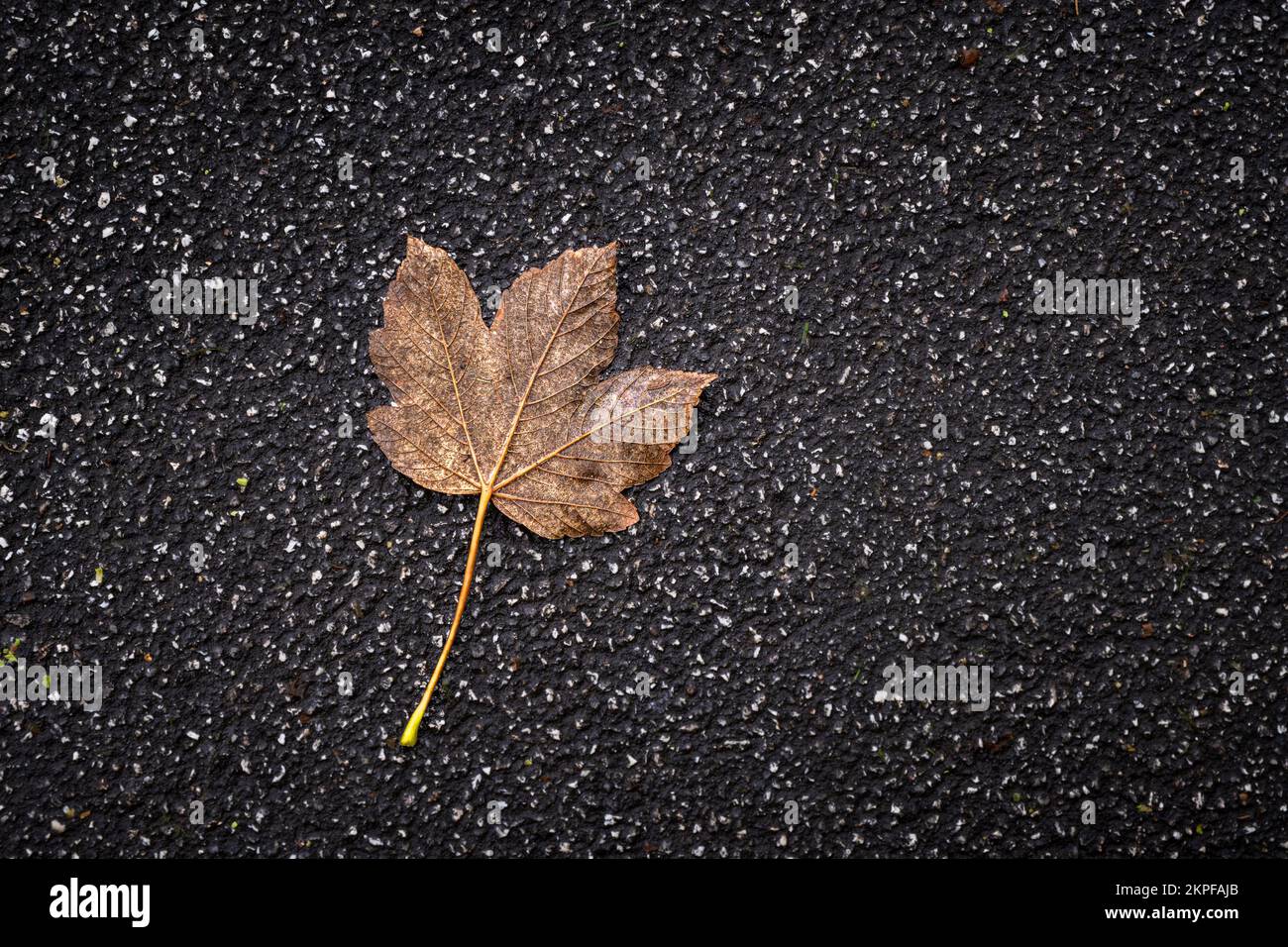 Ein totes Sycamore Acer pseudoplatanus-Blatt, das im Herbst in England im Vereinigten Königreich auf einem Fußweg lag. Stockfoto