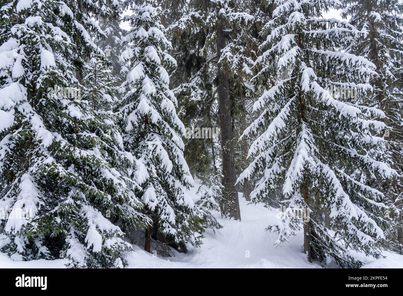 Schneebedeckte Bäume im Winterwald bei Schneefall. Winterlandschaft. Fotos in hoher Qualität Stockfoto