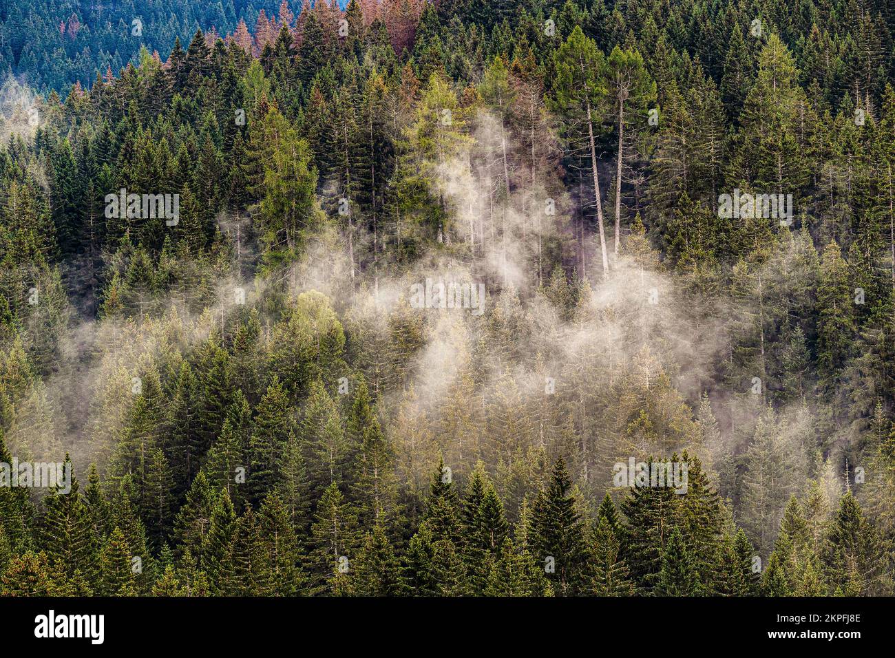 Italien Trentino Val Travignolo / Paneveggio Pale di San Martino Nature Park Stockfoto