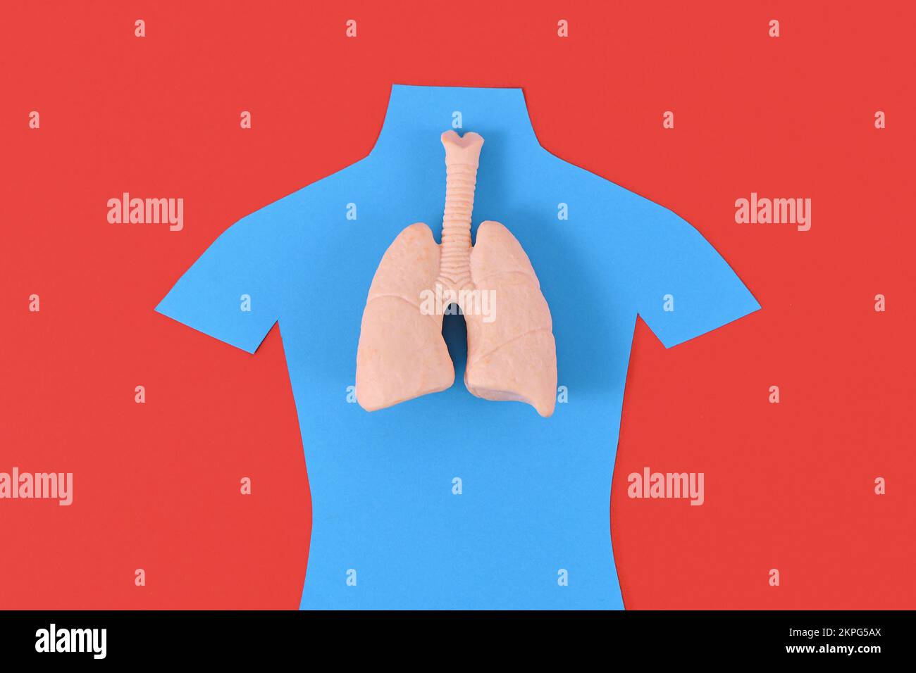 Lungenorganmodell auf blauer Personensilhouette Stockfoto