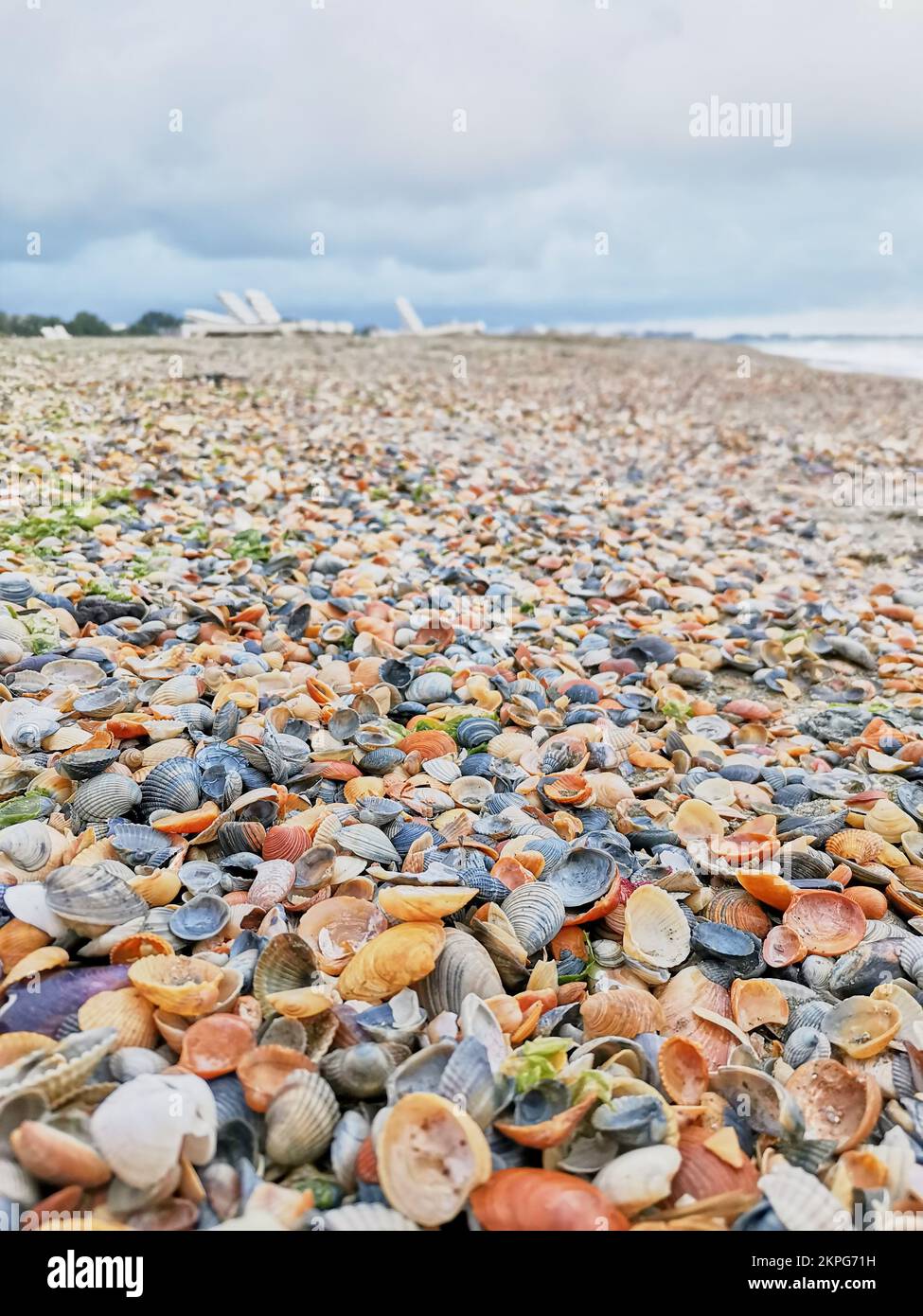 Zahlreiche bunte Muscheln am Strand von Mamaia Stockfoto