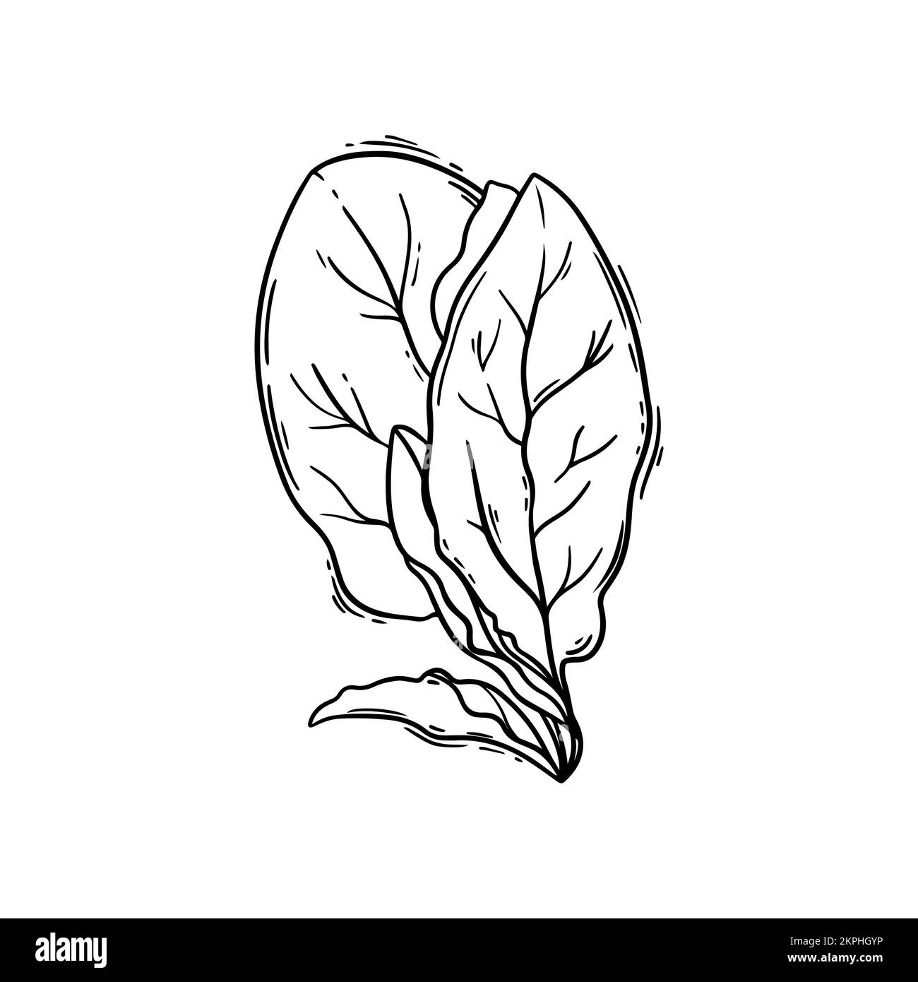SPINAT hinterlässt vegetarische Diät Pflanzen botanische Natur Schwarzweiß auf weißem Hintergrund handgezeichnete Cartoon-Vektorabbildung zum Drucken Stock Vektor