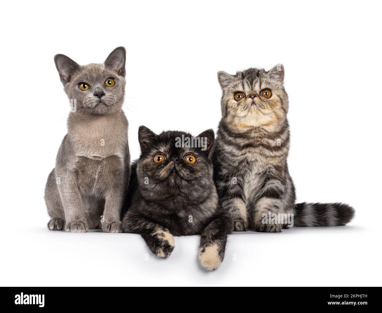 Eine Reihe von 3 süßen exotischen und burmesischen Katzenkätzchen, die nebeneinander sitzen und liegen. Ich schaue in die Kamera. Isoliert auf weißem Hintergrund. Stockfoto
