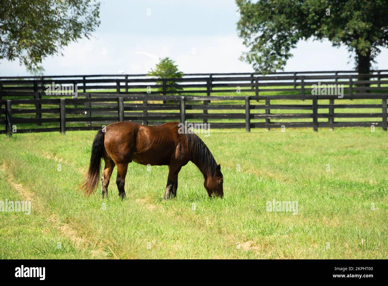 Pferde auf der Farm in Lexington, KY Stockfoto