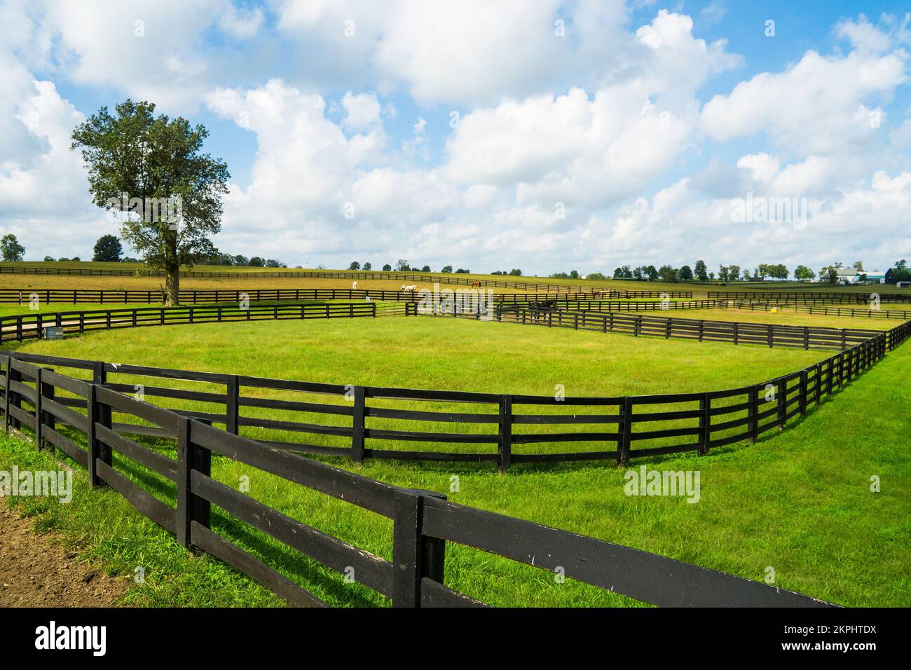 Pferdefarm in Lexington, KY Stockfoto