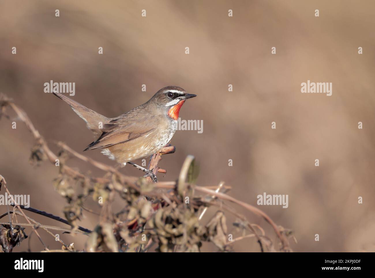 Siberian Rubythroat ist ein bodenliebender singvögel Asiens. Sie brüten hauptsächlich in Sibirien, während sie in Süd- und Südostasien überwintern. Stockfoto