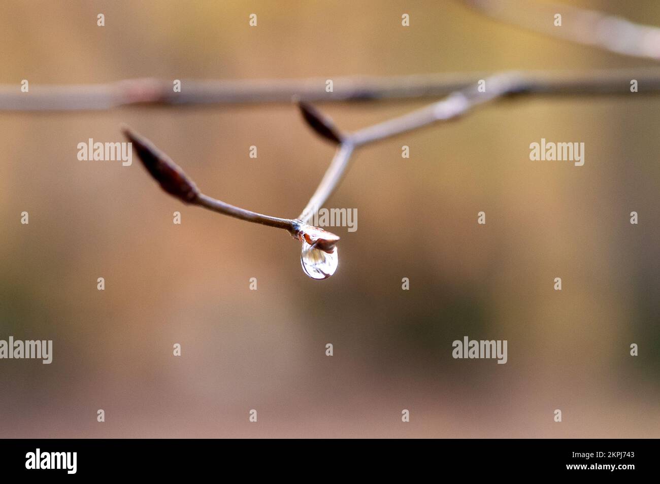 Farnham Common, Buckinghamshire, Großbritannien. 28.. November 2022. Es