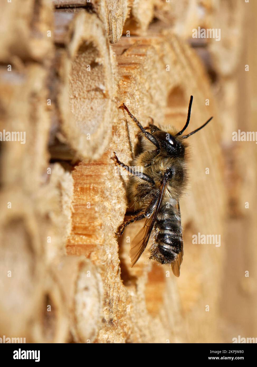 Holzschnitzer-Blattschäler-Biene (Megachile ligniseca), männlich, ruht sich auf einem Insektenhotel auf der Suche nach Weibchen, Wiltshire-Garten, Großbritannien, Juli. Stockfoto