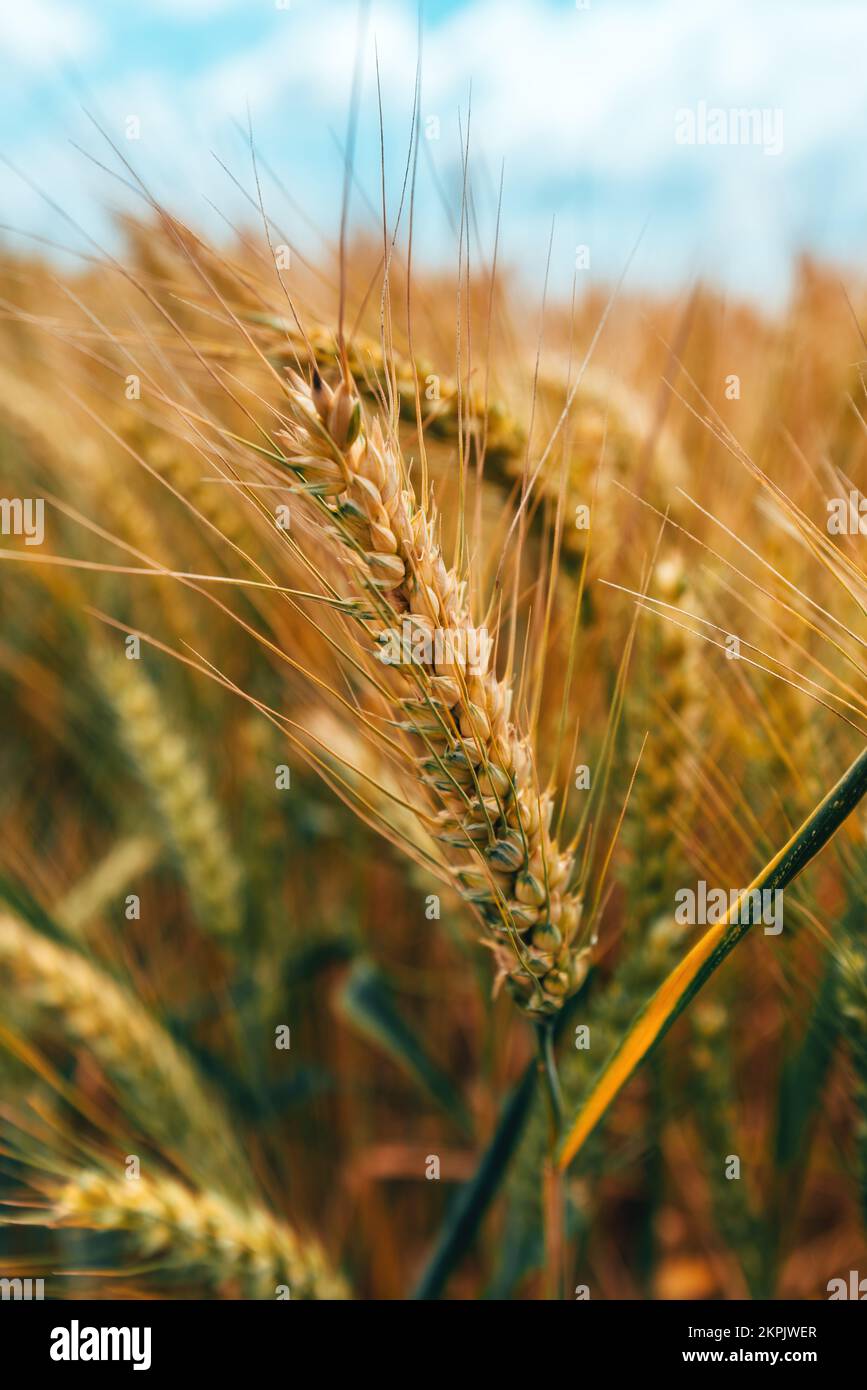 Reifes Ähren von Weizenanbau im landwirtschaftlichen Kulturfeld bereit für die Ernte, selektiver Fokus Stockfoto