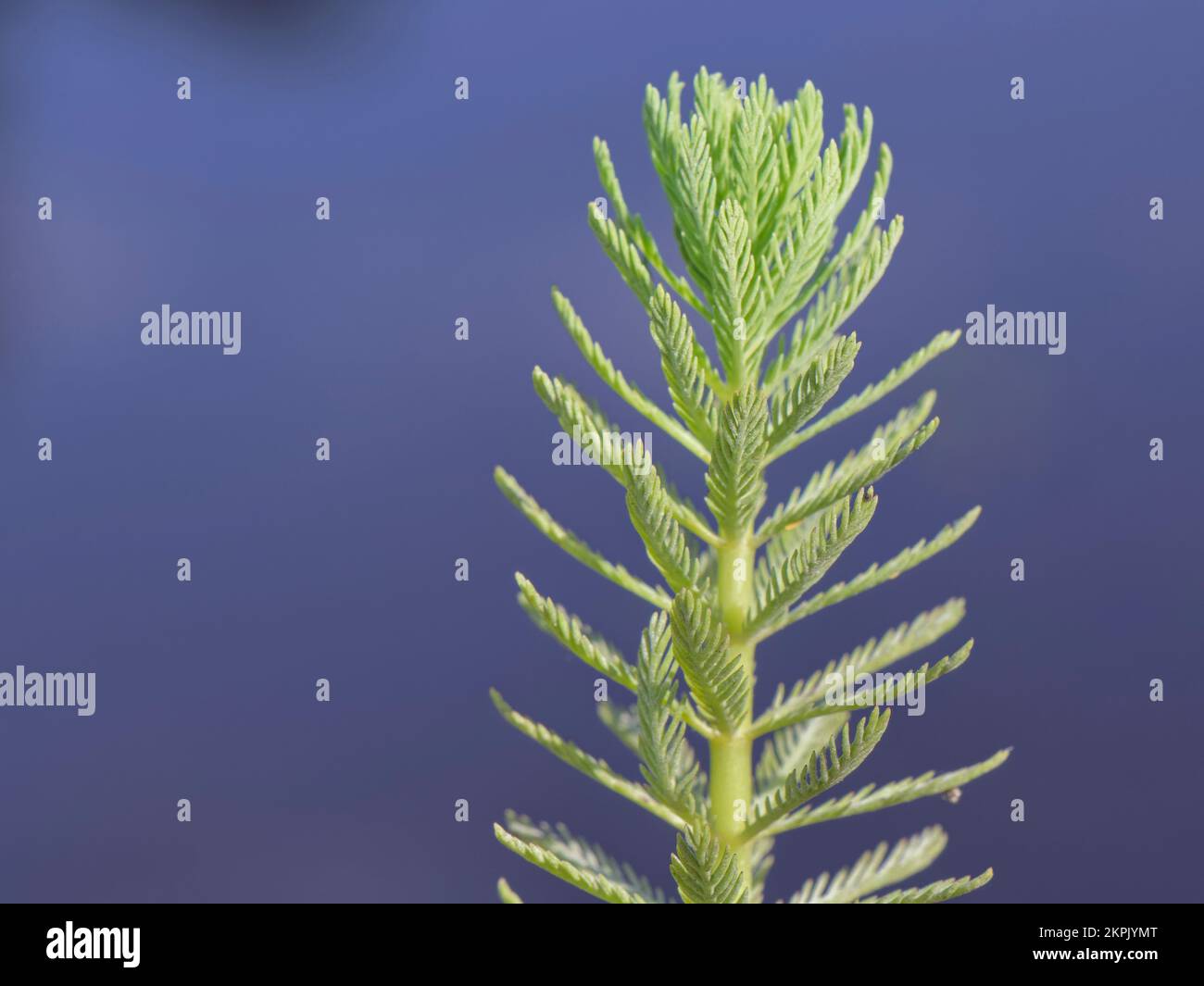 Papageienfeder/Papageienfeder Milfoil (Myriophyllum aquaticum), eine invasive Art in britischen Feuchtgebieten, die in einem Heidenbecken in Dorset, Großbritannien, wächst Stockfoto