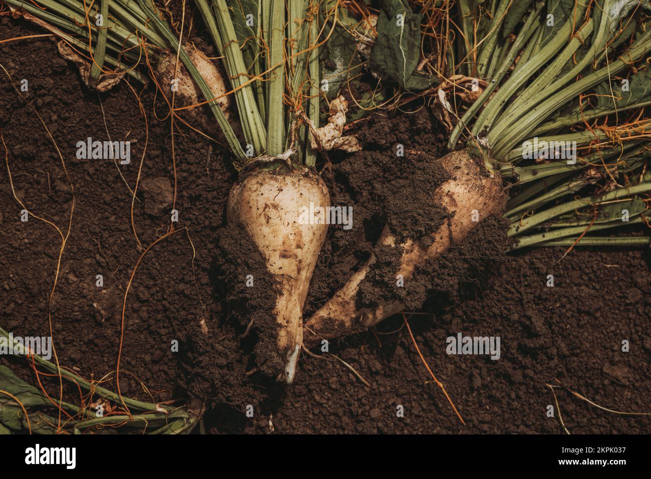 Geerntete Zuckerrübenwurzelernte auf Plantagenfeld, Top-Down-Perspektive Stockfoto
