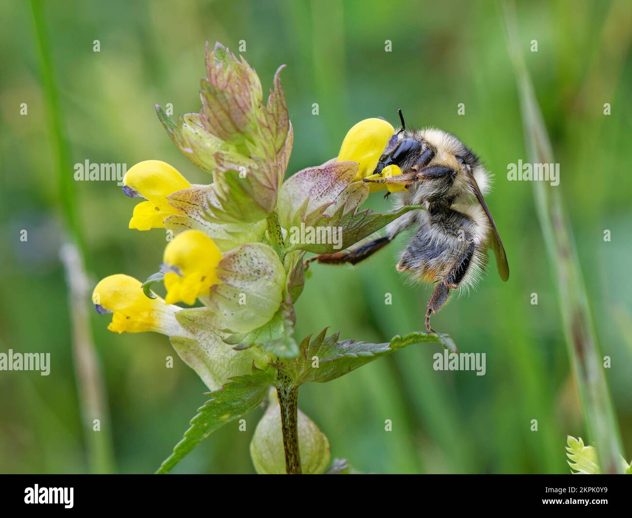 Shrill Carder Bee (Bombus sylvarum), die seltenste Hummel des Vereinigten Königreichs, Nektar auf Blüten der gelben Rassel (Rhinanthus major), Kenfig NNR, Wales, Vereinigtes Königreich. Stockfoto