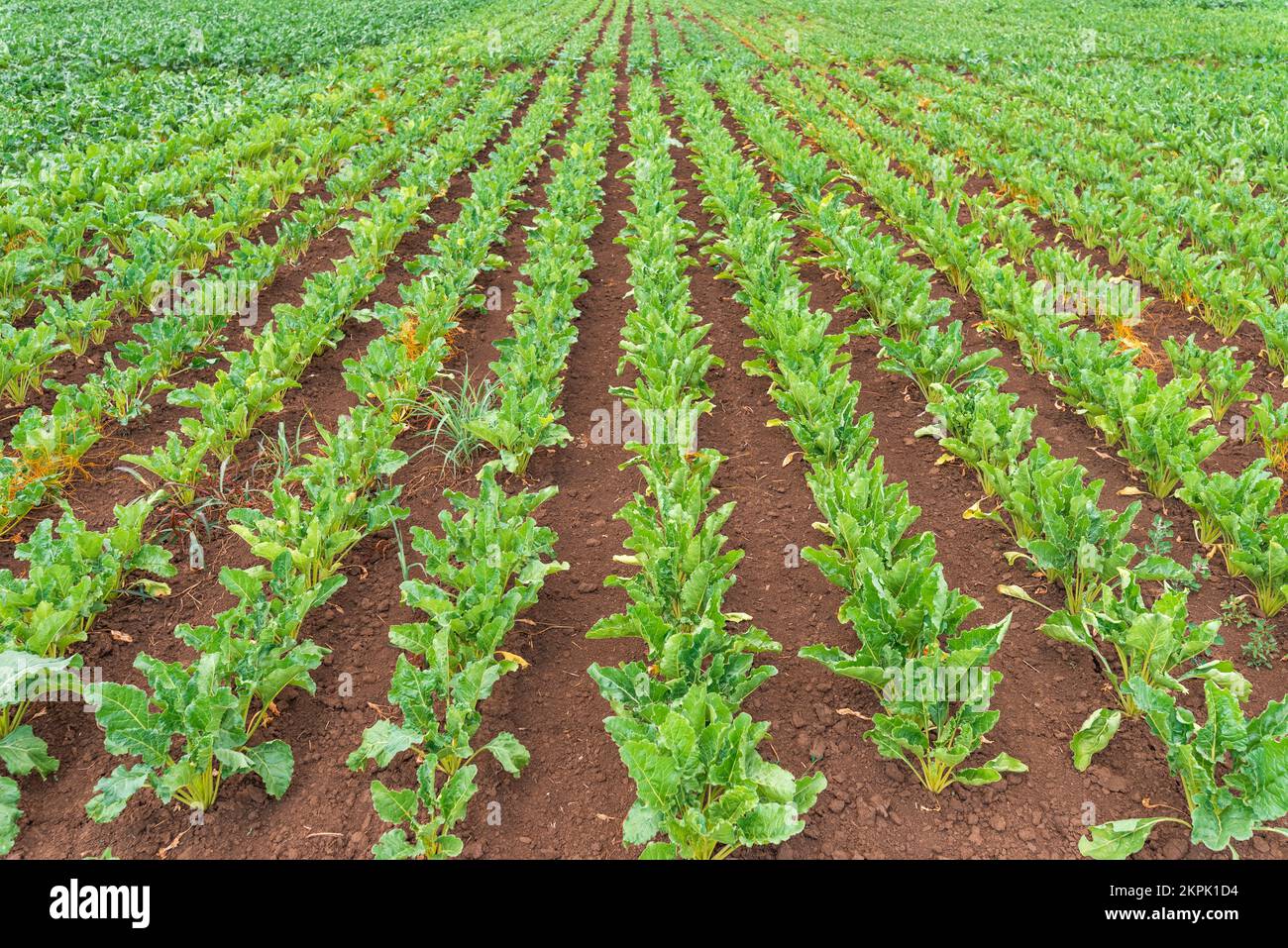 Zuckerrüben-Wurzelpflanzungsfeld in abnehmender Perspektive, selektiver Fokus Stockfoto