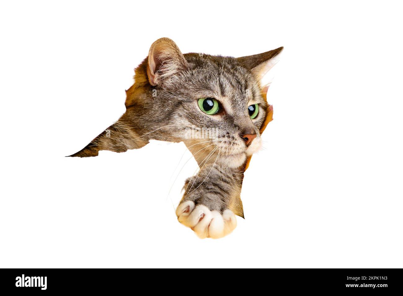 Die Katze schaut aus einem Loch im Studio, isoliert auf weißem Hintergrund. PET durchsucht den zerrissenen Papierhintergrund, kopiert den Platz Stockfoto