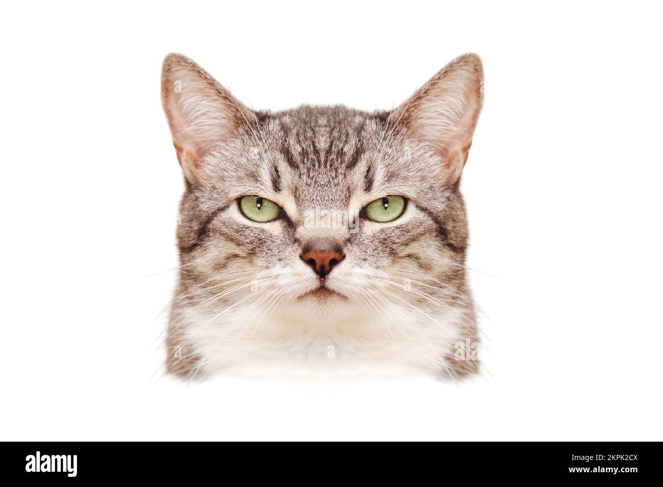 Ein wütendes, symmetrisches Katzenporträt wie ein Passfoto, Nahaufnahme, isoliert auf weißem Hintergrund. Porträt eines erwachsenen Haustiers Stockfoto