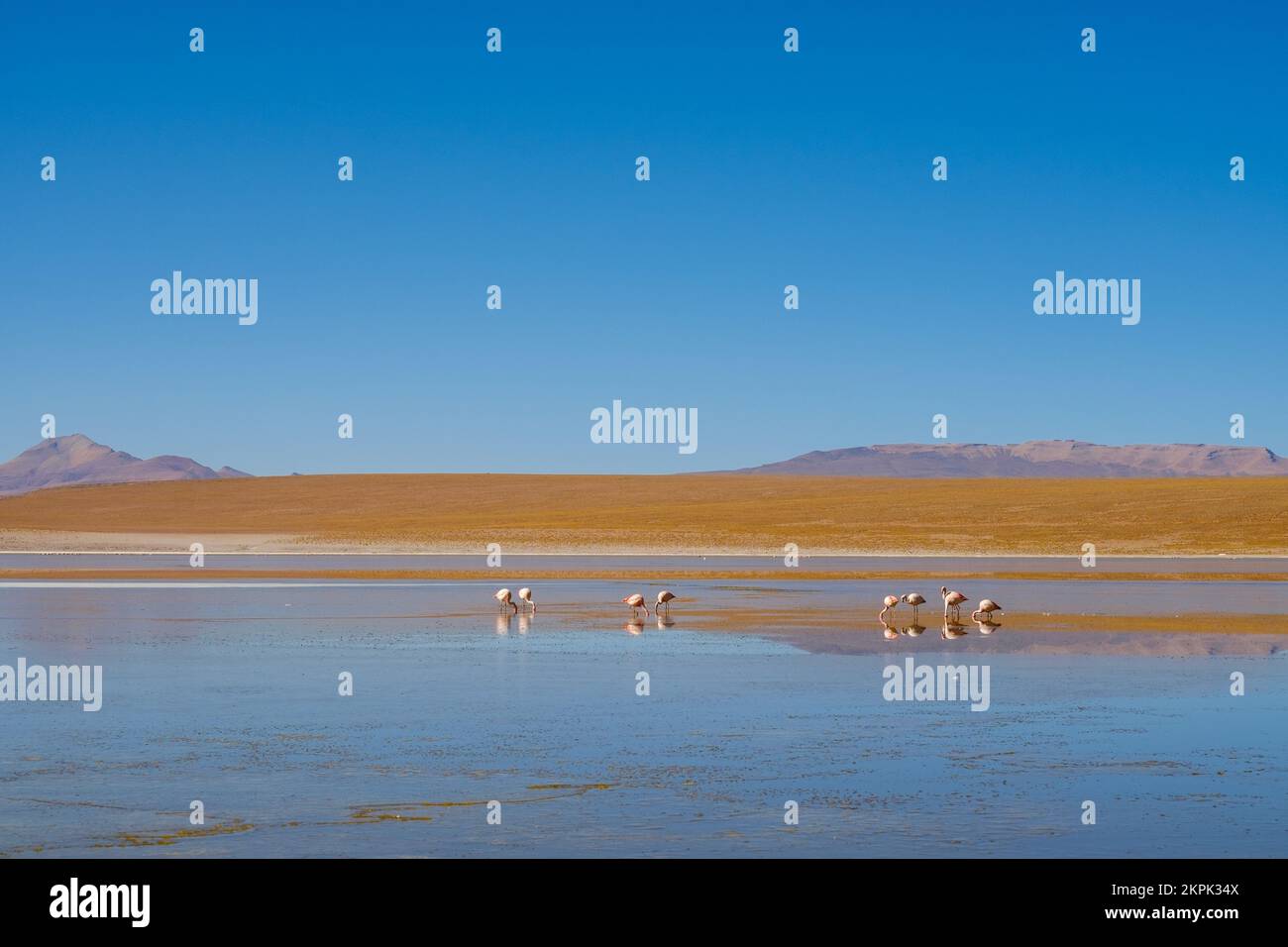 Flamingos am Laguna Hedionda auf der Altiplano (Hochebene), Provinz Sur Lípez, Bolivien Stockfoto