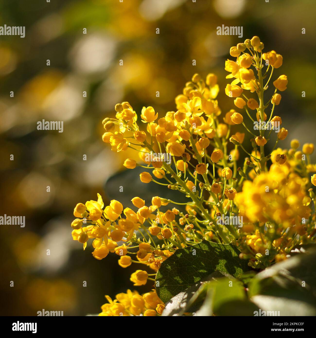 Mahonia repens gelb schöner Honigbaum blüht im Frühling im Garten Stockfoto