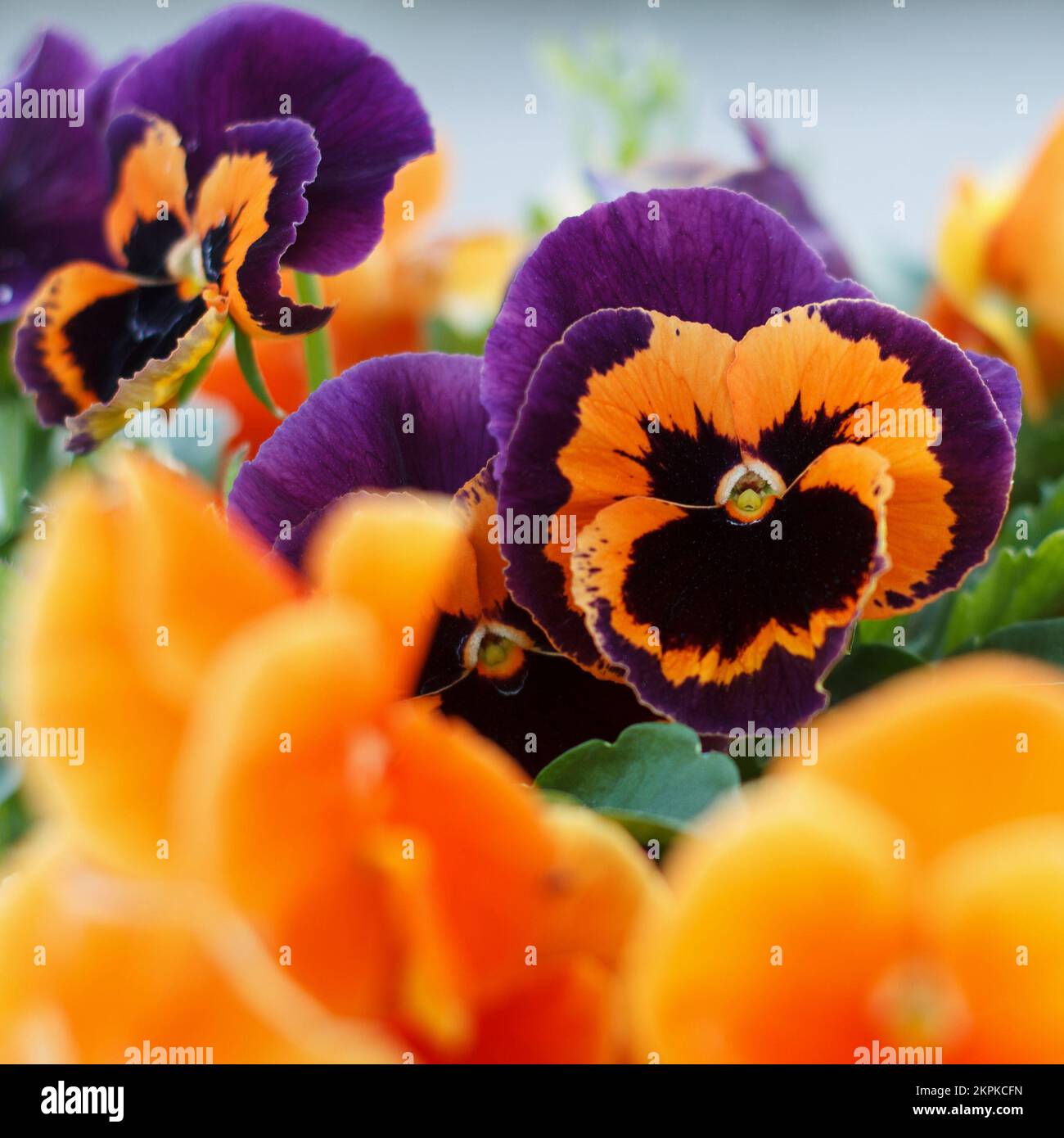Geranium odorata, mehrfarbiges Orange- und purpl-Feld blühender Sommerblumen Stockfoto