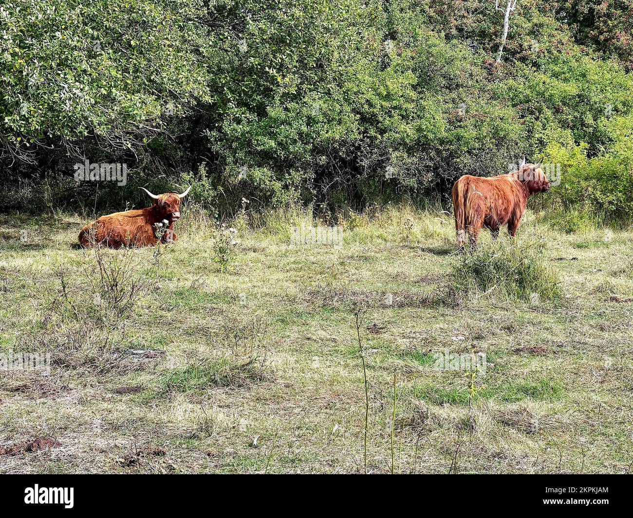 Zwei Highland-Rinder auf Amager Common, Amager, Kopenhagen, Neuseeland, Dänemark Stockfoto