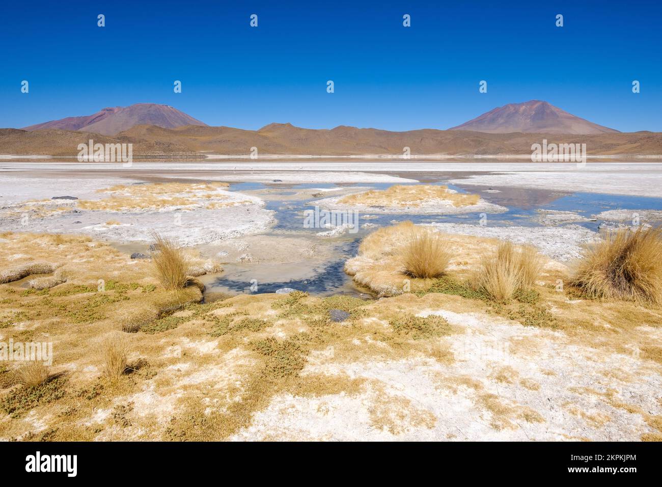 Laguna Hedionda (Norden) in Nor Lipez, Potosi-Departement, Bolivien Stockfoto