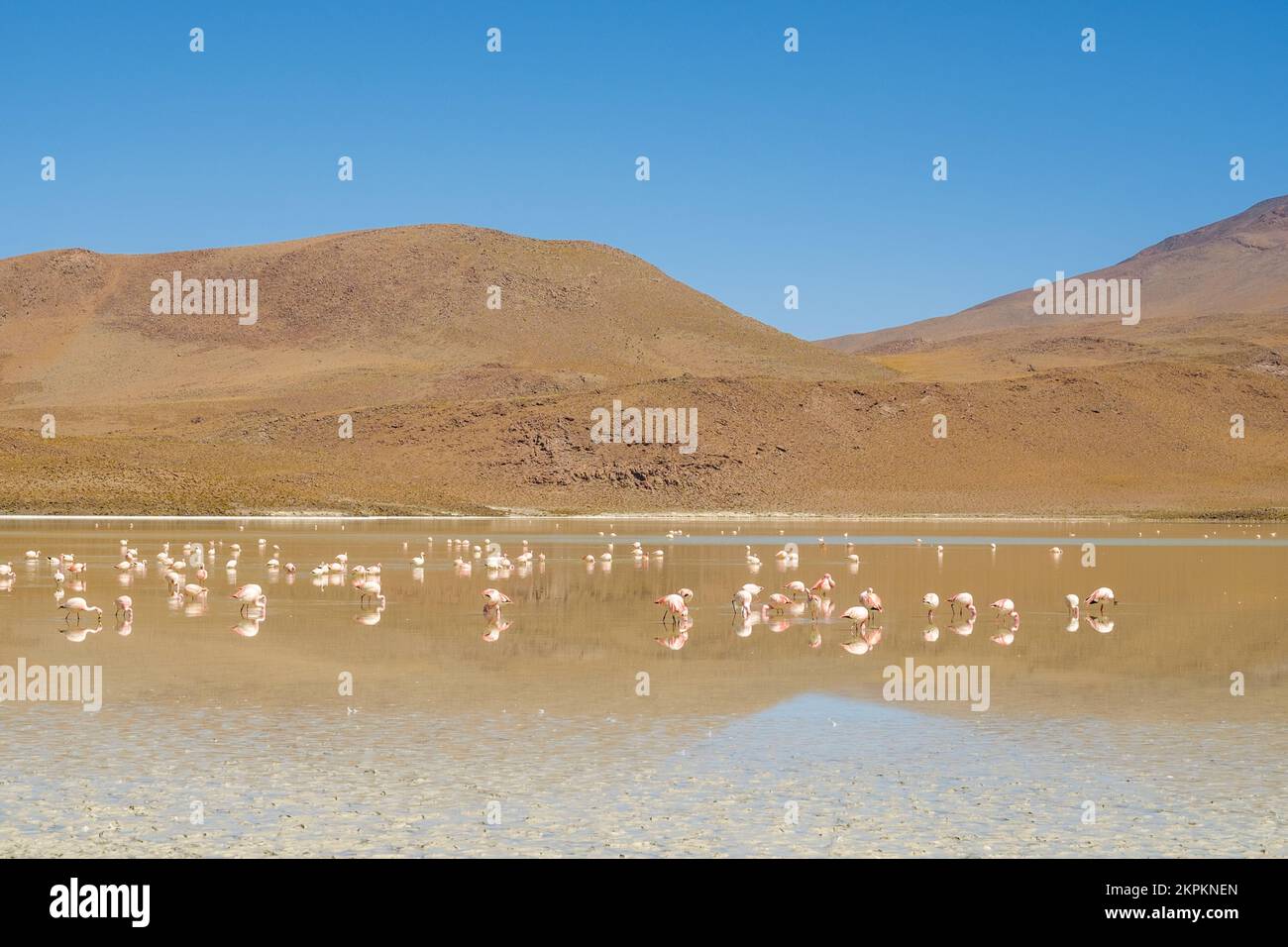 Flamingos in Laguna Hedionda (Nord) in Nor Lipez, Potosi Department, Bolivien Stockfoto