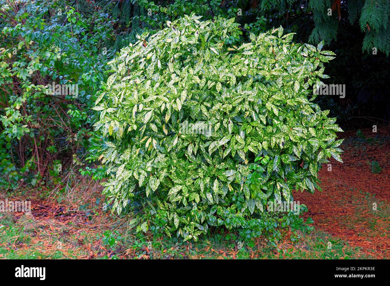 Gesuchte Laurel, japanische Laurel, Goldstaub (Aucuba japonica). Stockfoto