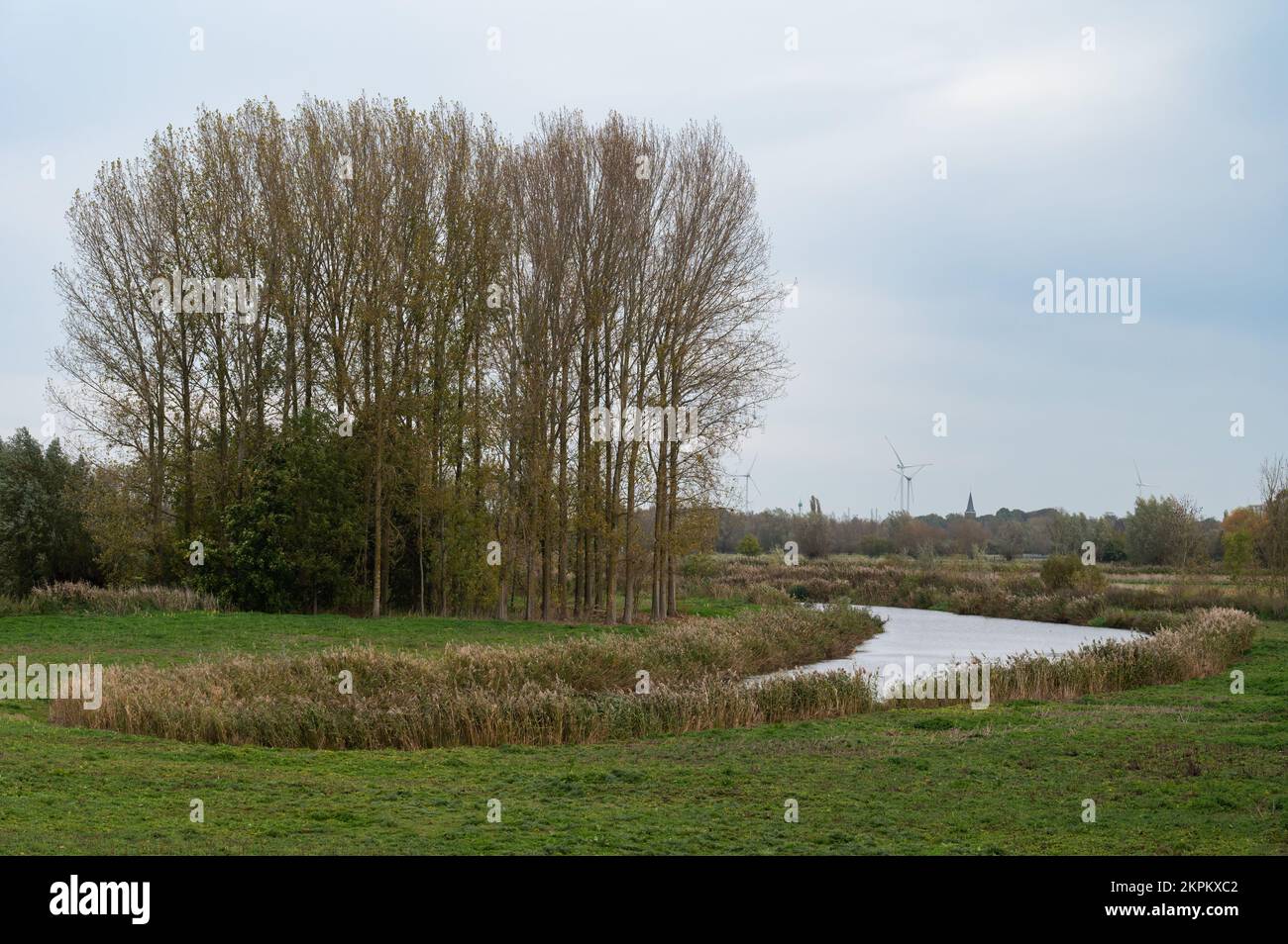 Bäume, Wildgräser und Vegetation in der natürlichen Überschwemmungsebene der Schelde, Kalken, Flandern, Belgien Stockfoto