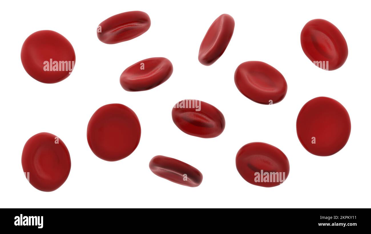 Blutzellen auf weißem Hintergrund isoliert. 3D Abbildung. Stockfoto