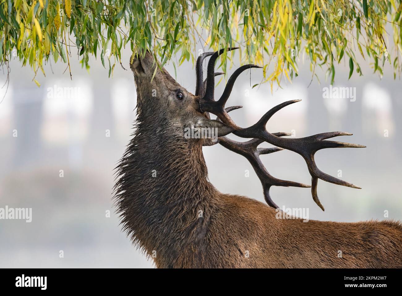 Nahaufnahme der Hirschfütterung durch die weinende Weide Stockfoto