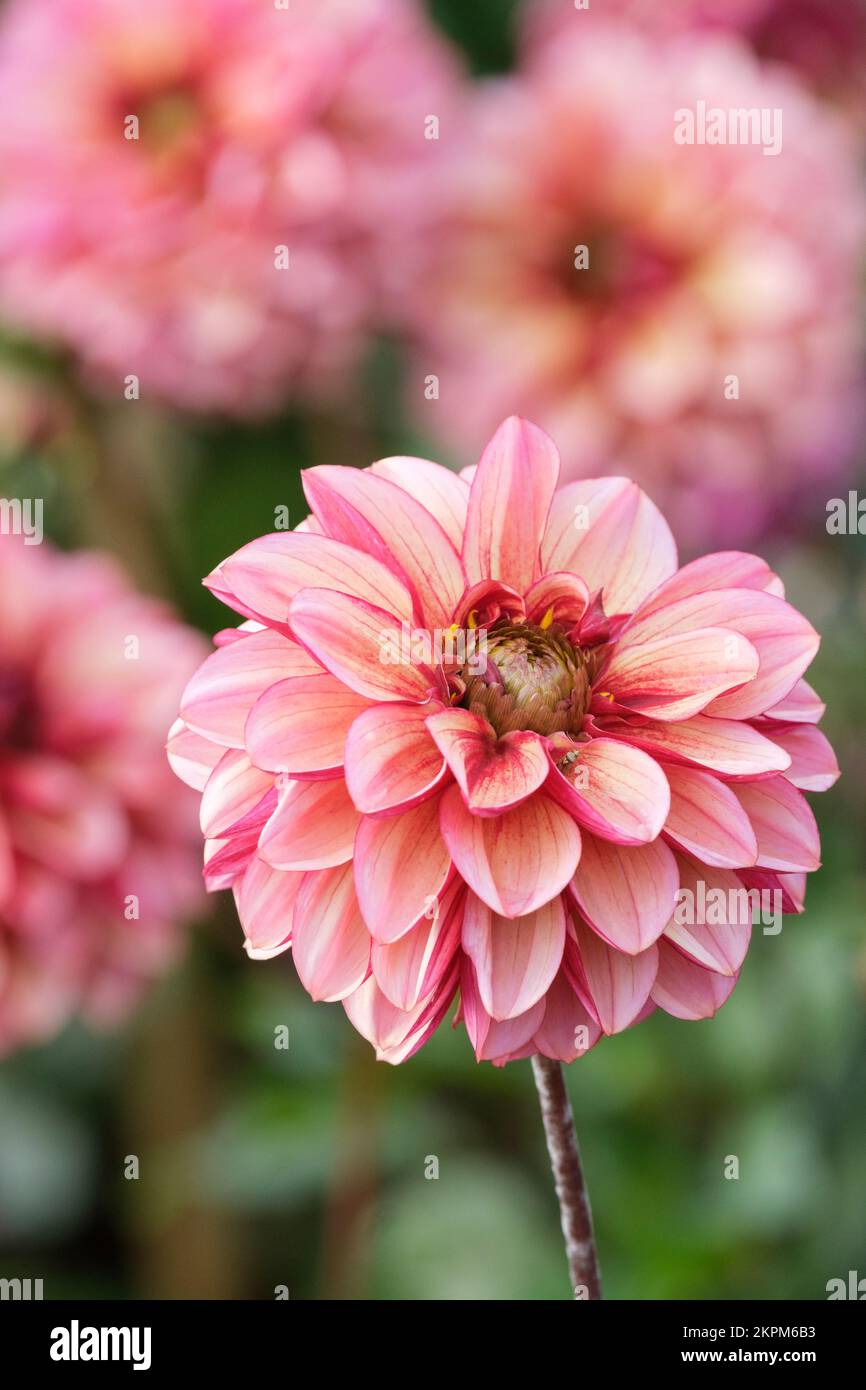 Dahlia "Seniors Hope", dekorative Dahlia, Farbtöne von rosa Blumen Stockfoto