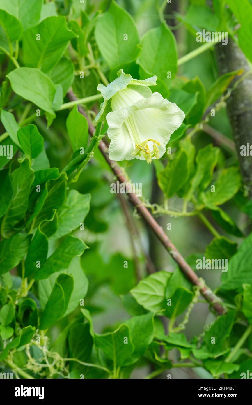 Cobaea scandens alba, Kirchenglocken, weiße Tasse und Untertasse. Einzelne Blume auf Weinrebe Stockfoto