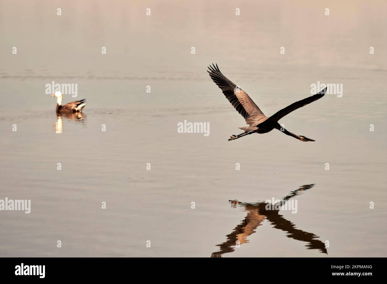 Ein großer Blaureiher fliegt am Bluff Lake in Mississippi vorbei an einer Blue Morph Snow Goose. Stockfoto