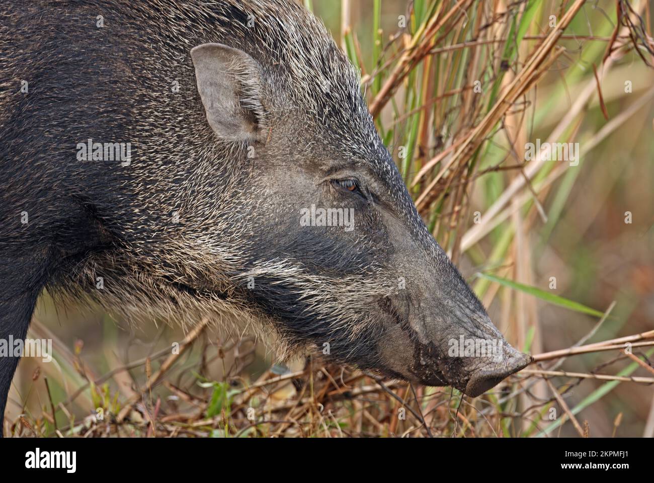 Eurasian Wild Pig (Sus scrofa cristatus) Nahaufnahme von Kopf Kaziranga NP, Assam, Indien Januar Stockfoto