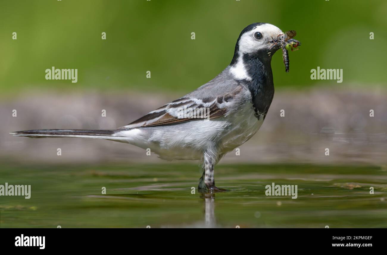 Ausgewachsener weißer Schwanz (motacilla alba) steht in flachen Gewässern mit vollem Schnabel aus Larven von gefangenen Insekten und Käfern für Küken Stockfoto