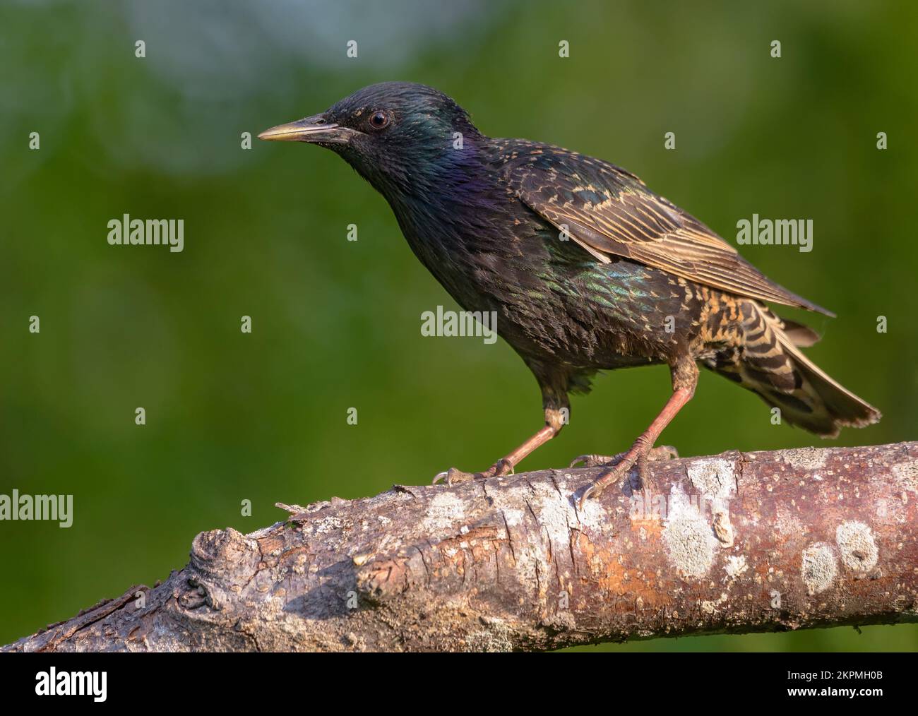 Gewöhnliche Stars (Sturnus vulgaris), die merkwürdig aussehen und auf einem dicken Stock im Mornungslicht posieren Stockfoto