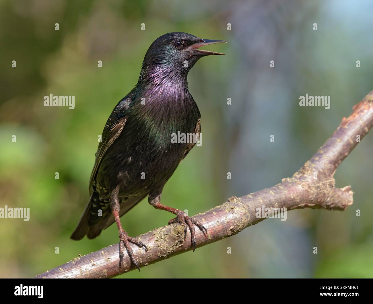Gemeiner Starling (sturnus vulgaris) weint und singt im Frühling mit einem weit offenen Schnabel auf einem kleinen Steg Stockfoto