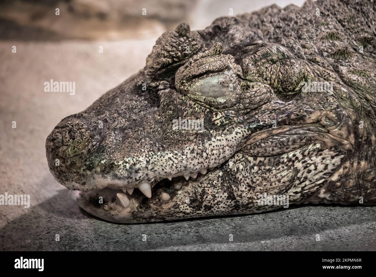 Kopf des großnäsigen Kaimans (Caiman latirostris) mit geschlossenen Augen, Krokodil in der Familie Alligatoridae, einheimische Region: östlicher und zentraler so Stockfoto