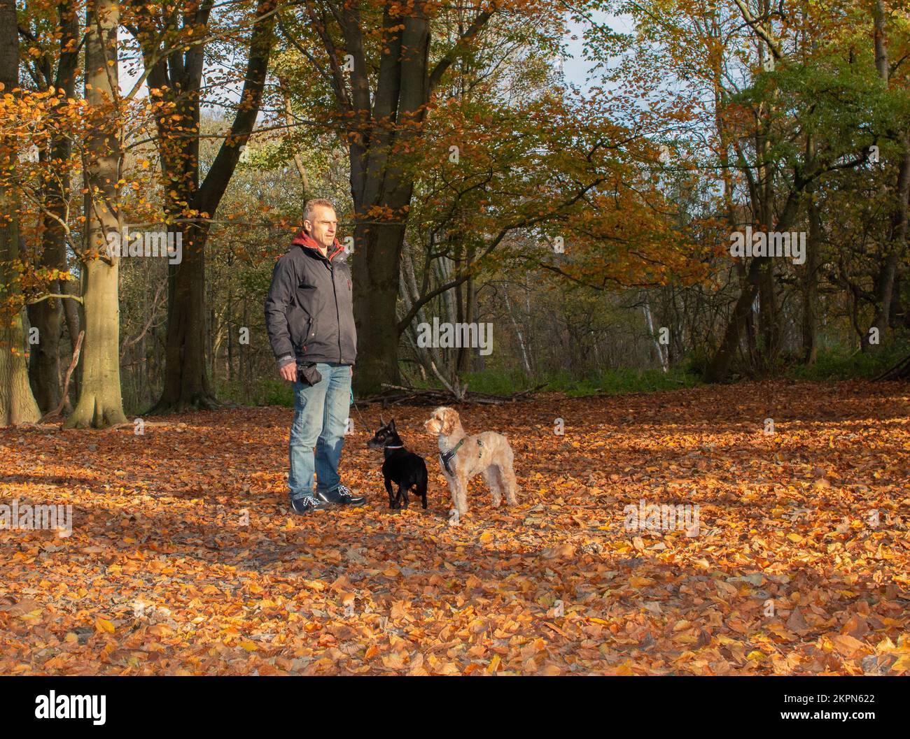 Ein Mann geht mit 2 Hunden im Wald spazieren Stockfoto
