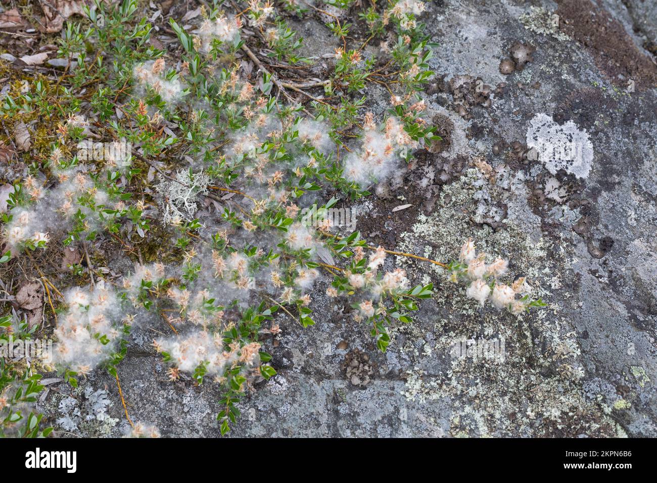 Kriechweide, mit Samen, Samenwolle, Salix repens, Schleichende Weide, Saule Ampant Stockfoto