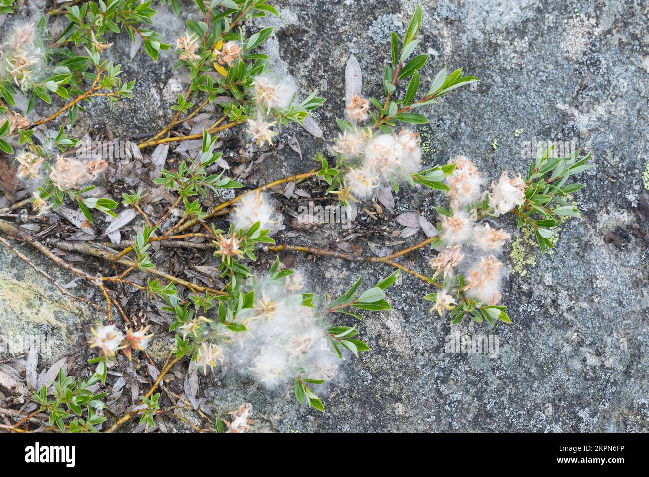 Kriechweide, mit Samen, Samenwolle, Salix repens, Schleichende Weide, Saule Ampant Stockfoto