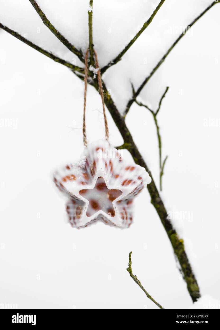 Sternförmiger, hausgemachter Vogelkuchen aus Erdnüssen und Kokosfett, der im verschneiten Garten hängt. Menschen zu Tieren helfen. Stockfoto