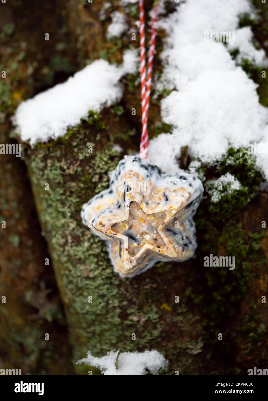 Hausgemachter, sternförmiger Vogelkuchen im verschneiten Garten. Die Fütterung der Vögel im Winter. Speicherplatz kopieren. Stockfoto