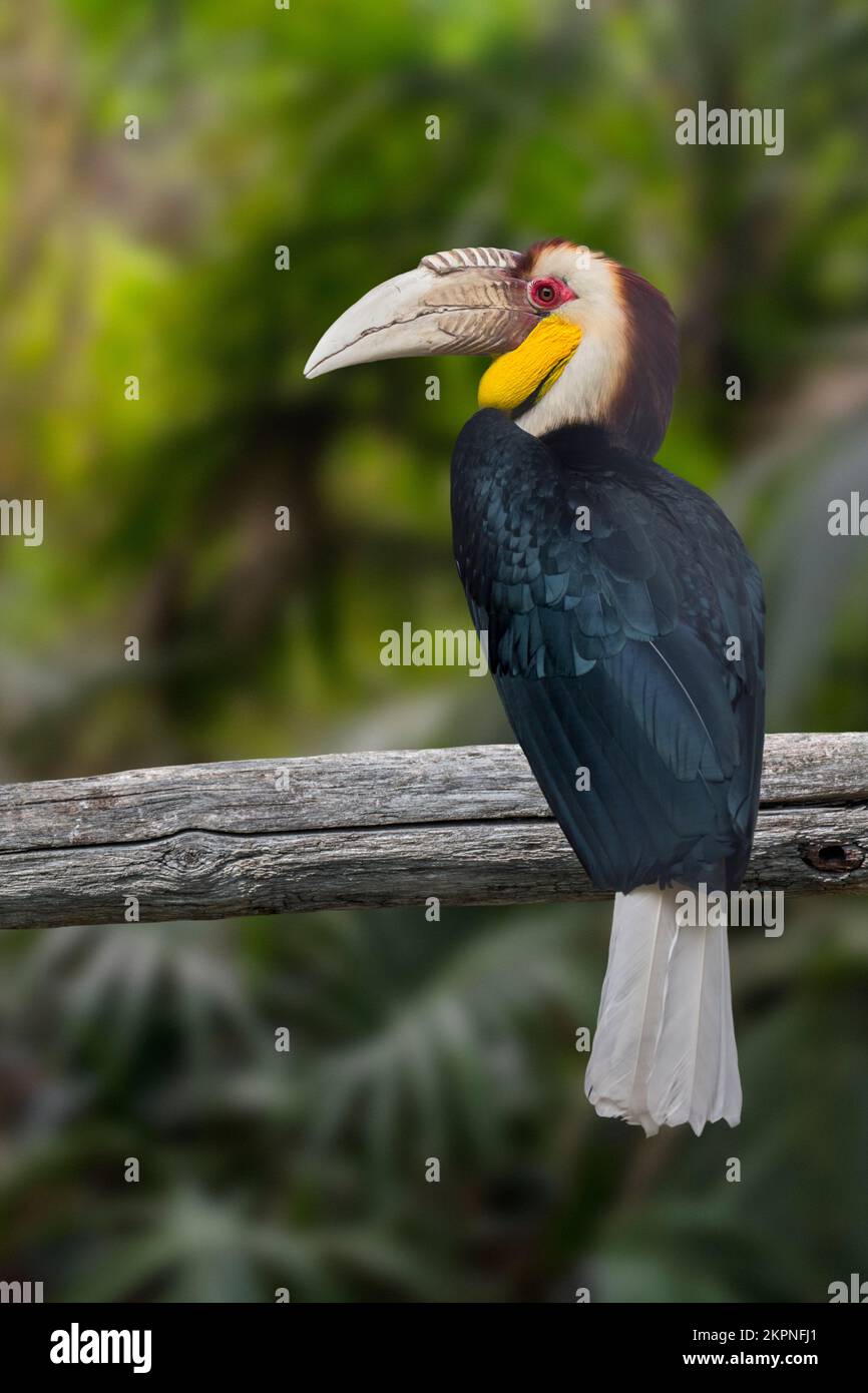 Kranzhornvogel / Bar-Pouched Kranzhornvogel (Rhyticeros undulatus) männlich im Baum thront, heimisch in Indien, Bhutan und Indonesien Stockfoto