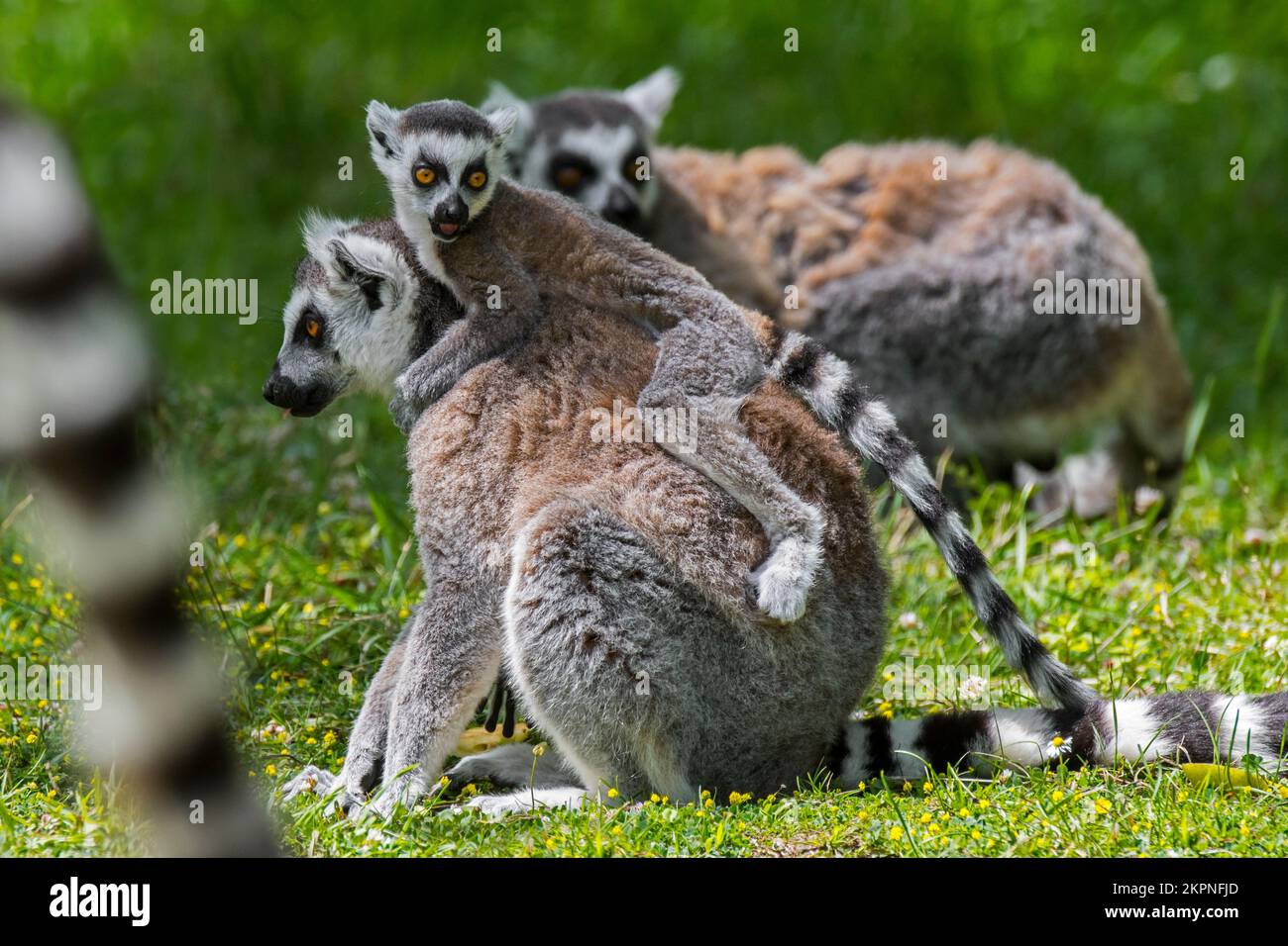 Ringschwanzlemuren (Lemur catta), Gruppe mit jungen Lemuren auf dem Rücken ihrer Mutter, gefährdete Primaten, die auf der Insel Madagaskar, Afrika, endemisch sind Stockfoto