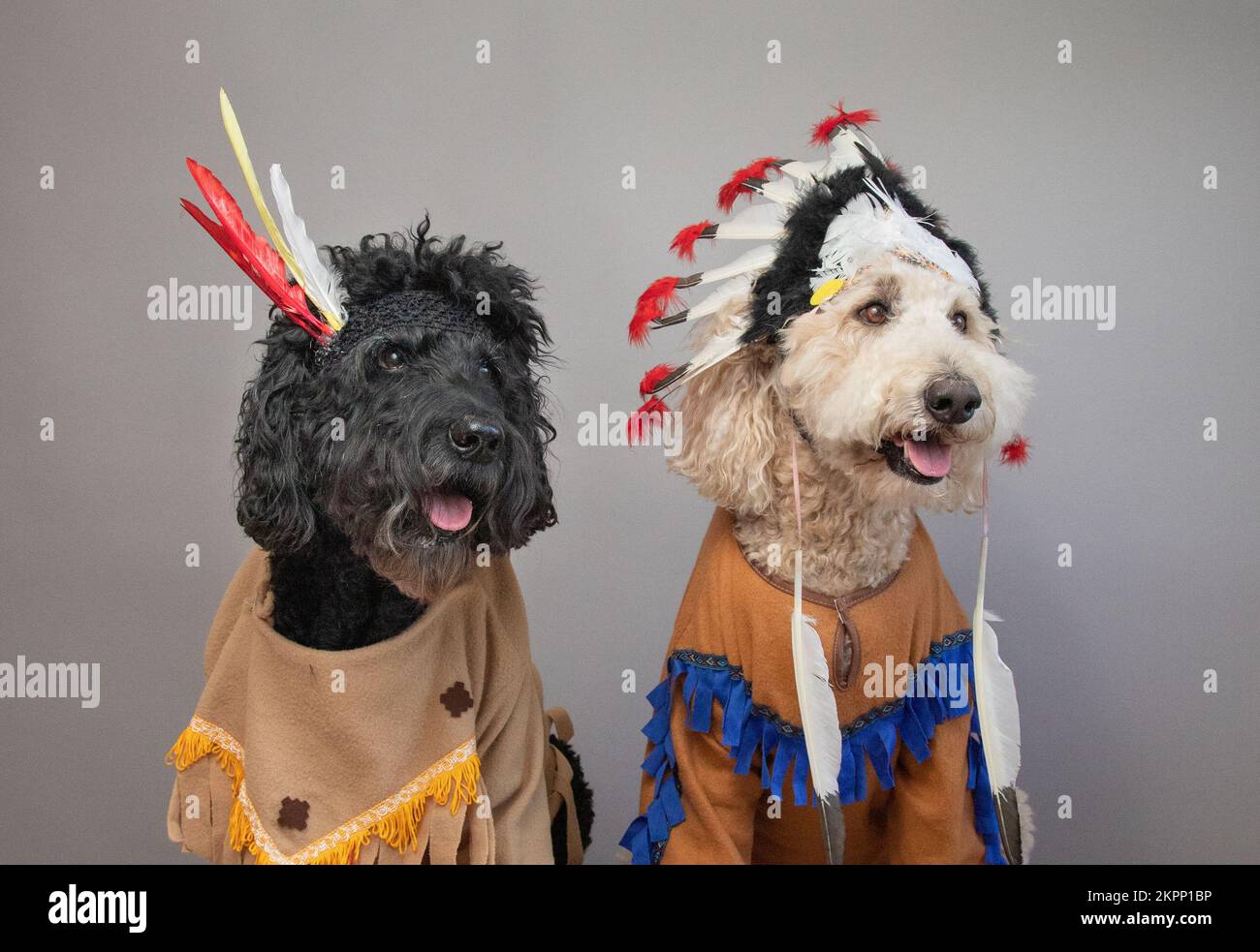 Nahaufnahme eines schwarzen und weißen Labradoodle, der Seite an Seite in indischen Kostümen sitzt Stockfoto