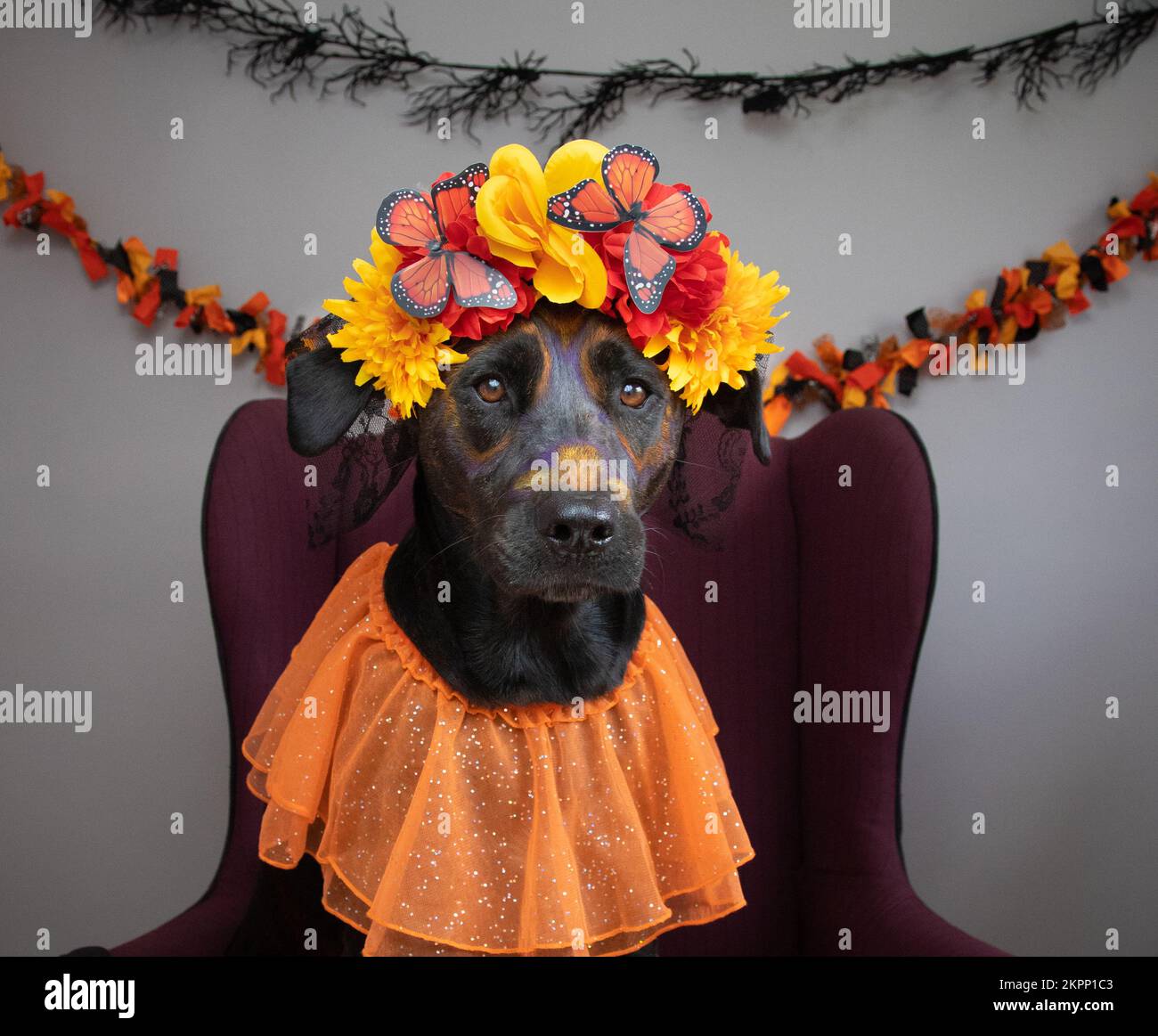 Portrait eines Labrador Retriever Mix, der auf einem Stuhl sitzt, gekleidet in einem Day of the Dead-Kostüm Stockfoto