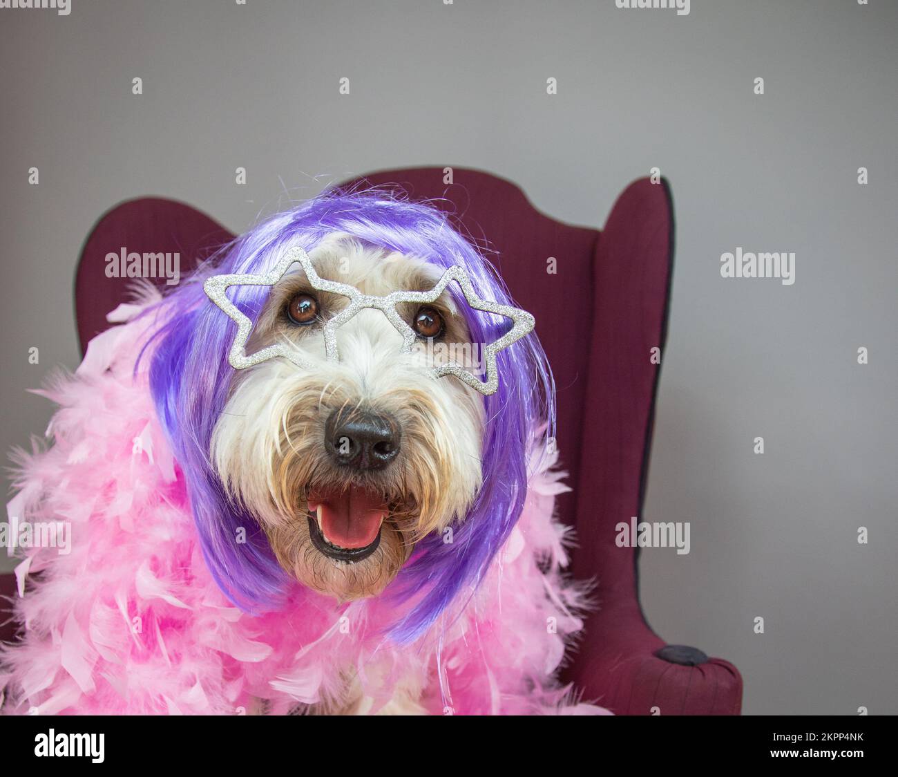 Porträt einer weich beschichteten Wheaten Terrier, die auf einem Stuhl sitzt, mit sternförmigen Gläsern, lila Perücke und rosa Federboa Stockfoto